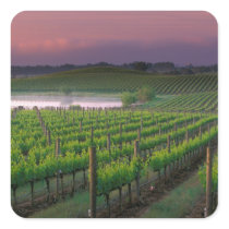 Sunrise color in the distant fog behind sticker
