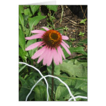 Sunrise Coneflower cards by MamaRugRat Sunrise Coneflower cards