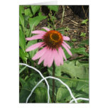 Sunrise Coneflower Greeting Cards