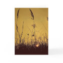 Sunrise Field cards