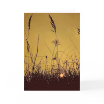 Sunrise Field cards