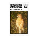Sunrise Hawk postage