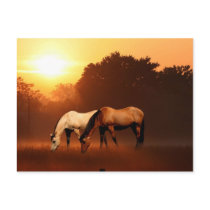 Sunrise horses postcard