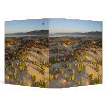 Sunrise lights the sand dunes and sea fig at vinyl binder