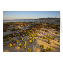 Sunrise lights the sand dunes and sea fig at greeting card