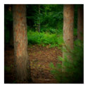 Sunrise Natures Bunny Poster posters by pammys Sunrise Natures Bunny Poster posters