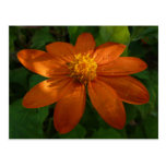 Sunrise on Mexican Sunflower Postcard