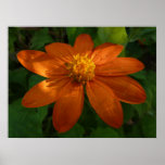 Sunrise on Mexican Sunflower Print