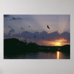 Sunrise over Pelican Island Print