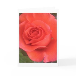 Sunrise Peach Rose Flower Greeting or Note Cards