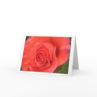 Sunrise Peach Rose Flower Greeting or Note Cards