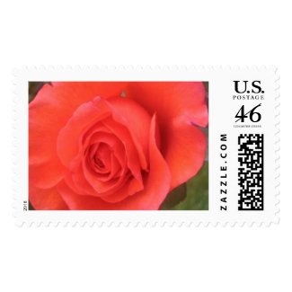 Sunrise Peach Rose Flower Photo Postage Stamps