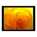 sunrise rose posters by ca1225 sunrise rose posters