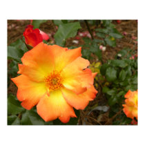 Sunrise Rose posters