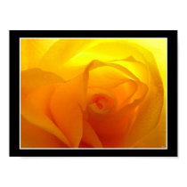 sunrise rose posters by ca1225 sunrise rose posters