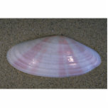 Sunrise tellin (Tellina radiata) Shell Acrylic Cut Outs