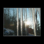 Sunrise Through Icicles Postcard