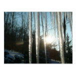 Sunrise Through Icicles Postcard