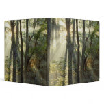 Sunrise through oak and hickory forest, binders