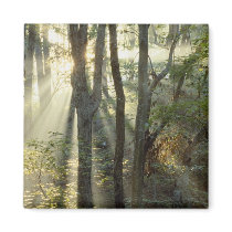 Sunrise through oak and hickory forest, magnets