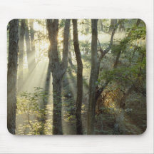 Sunrise through oak and hickory forest, mousepads