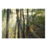 Sunrise through oak and hickory forest,