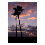 Sunrises Palm Trees Cards
