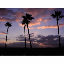 Sunrises Palm Trees photo sculptures by lifesphere Sunrises Palm Trees photo sculptures