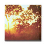 Sun's last light, in mist and trees, Australia Magnet