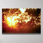 Sun's last light, in mist and trees, Australia Posters