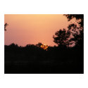 Sunset 59 posters