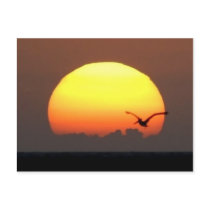 Sunset and pelican postcards by alinphoto Sunset and pelican postcards