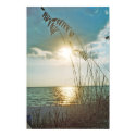 Sunset and sea oats posters