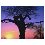Sunset and tree, Richmond Park, London, England Full Color Flyer