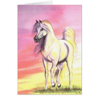 Sunset Arabian Horse Cards