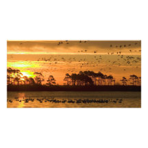 Sunset at Chincoteague Wildlife Refuge Virginia Customized Photo Card