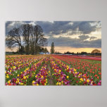 Sunset at Tulip Farm in Oregon Poster