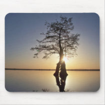 Sunset Behind a Tree mousepads