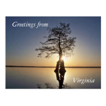 Sunset Behind a Tree postcards
