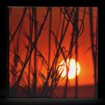Sunset behind the bamboo binders