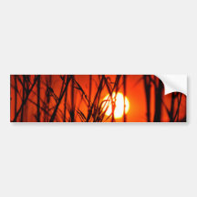 Sunset behind the bamboo bumper stickers