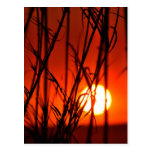 Sunset behind the bamboo postcards