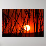 Sunset behind the bamboo posters