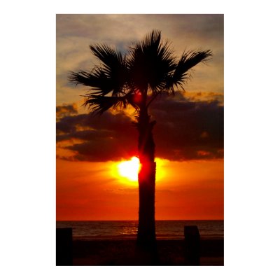 Sunset behind the Palms_ Poster_by Elenne Boothe by ELENNE