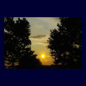 Sunset Between the Trees posters