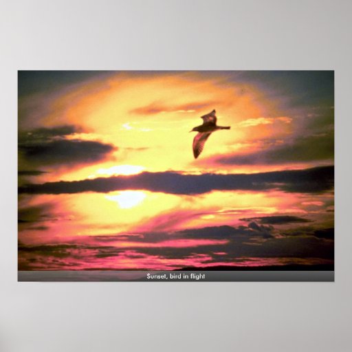 Sunset, bird in flight print