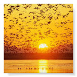 sunset birds