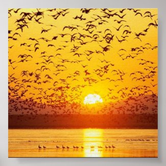 sunset birds print