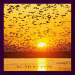 sunset birds