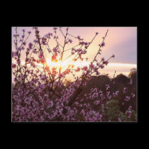 Sunset Blossoms Postcard by webgrrl Sunset Blossoms Postcard